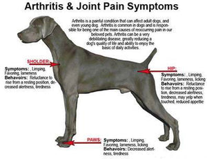 What are Dog Arthritis Supplements?